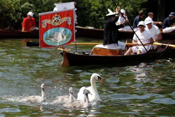 Инвентаризация лебедей на Темзе