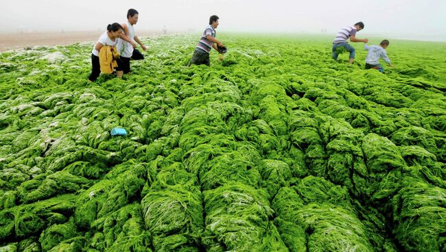 Зеленые водоросли на побережье в Циндао, Китай