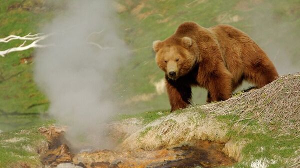 Бурый медведь в в Кроноцком заповеднике
