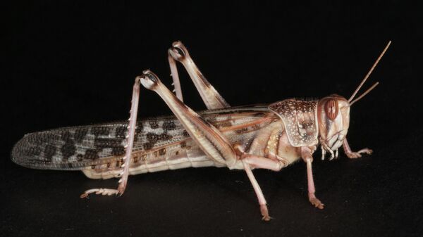 Саранча помогла биологам выяснить, как ножки насекомых могут совершать движения без помощи мускулов