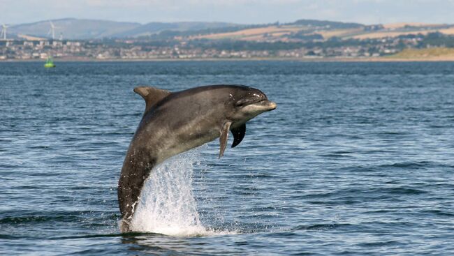 Шотландский дельфин-афалина в водах Северного моря