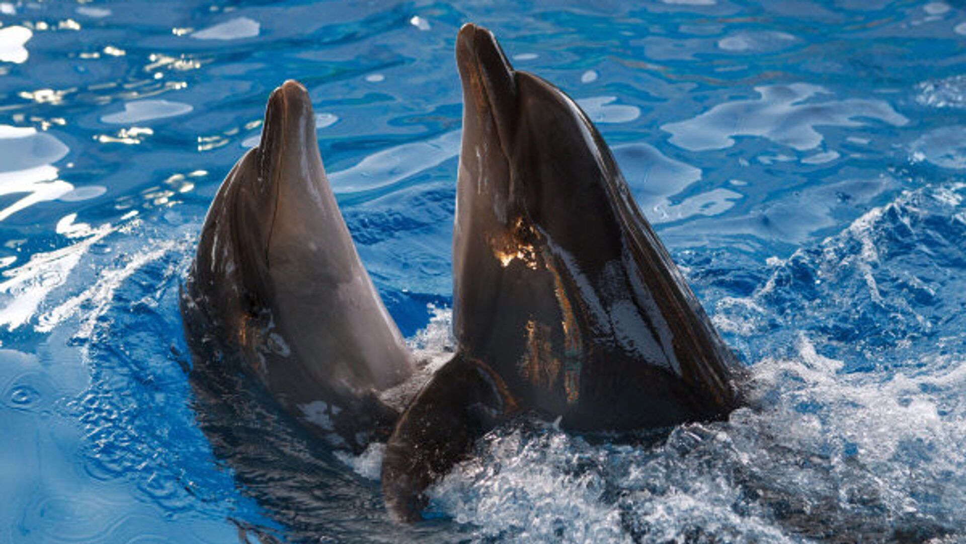 Какие звуки издает дельфин. Дельфины черного моря. Дельфины и морской Лев. Черный Дельфин. Морской котик дельфинарий.