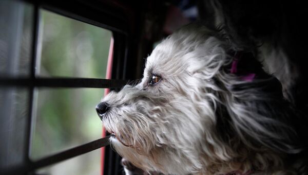 Собака в машине с решеткой, архивное фото