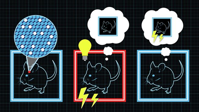 Рисунок поясняет процесс создания фальшивых воспоминаний у мышей