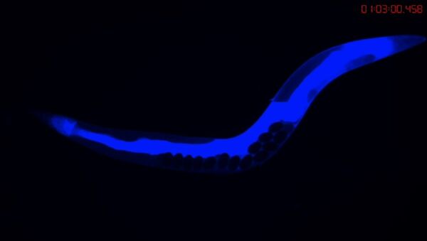 Флюоресцентное свечение умирающего круглого червя