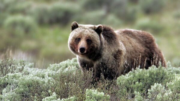 Один из медведей-гризли, обитающих на территории Йеллоустона