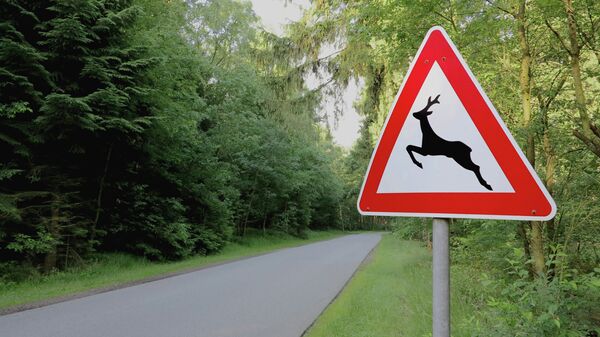 Дорожный знак Осторожно дикие животные. Архивное фото