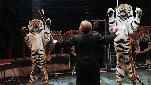 Тигры в цирке. Архивное фото