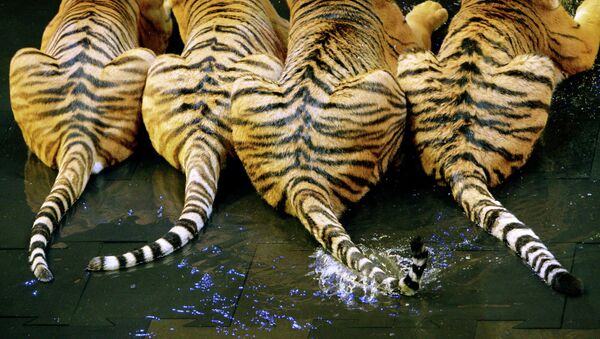 Тигриные хвосты. Архивное фото