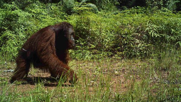 До сих пор считалось, что орангутаны крайне редко спускаются с деревьев