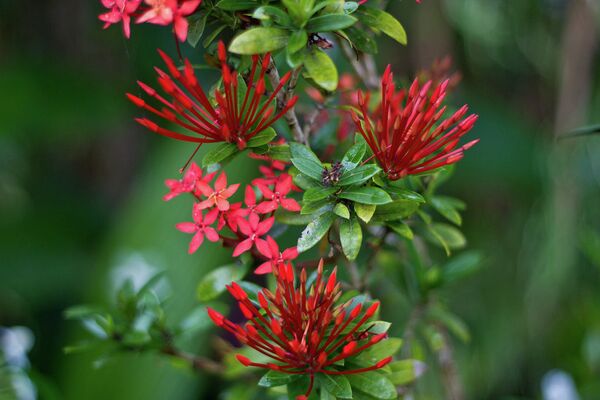Цветы на островах Фиджи
