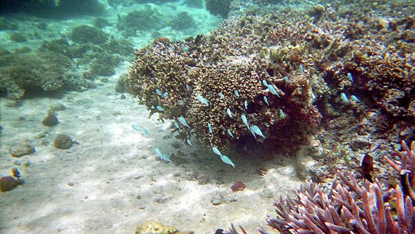 Кораллы на Фиджи, архивное фото