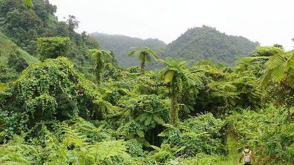 Природа на Фиджи 