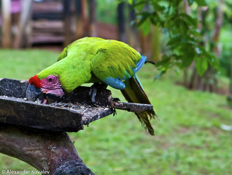 Большой Солдатский Ара (Ara Ambigua (лат.) Great Green Macaw (англ.)