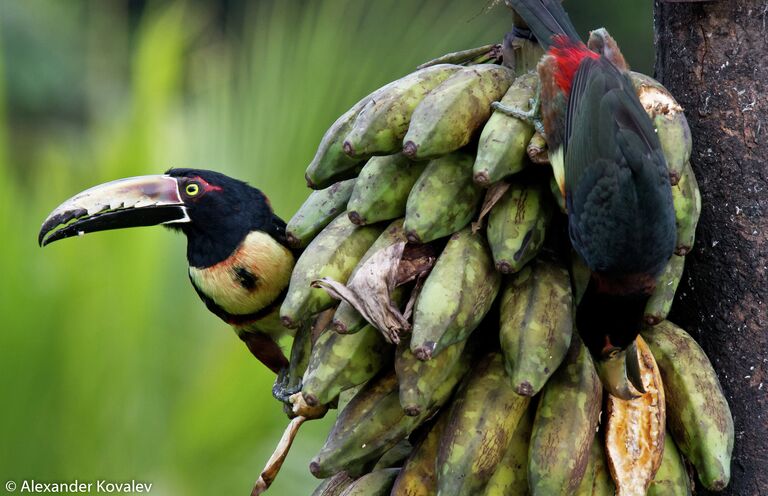 Туканы Collared Aracari