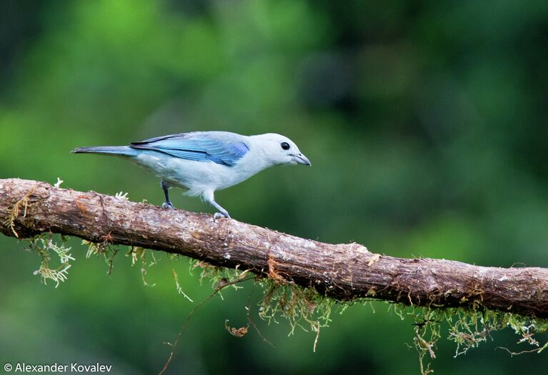 Костариканский вид Blue-gray Tanager