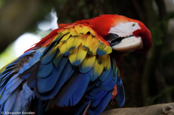 Ара Scarlet Macaw