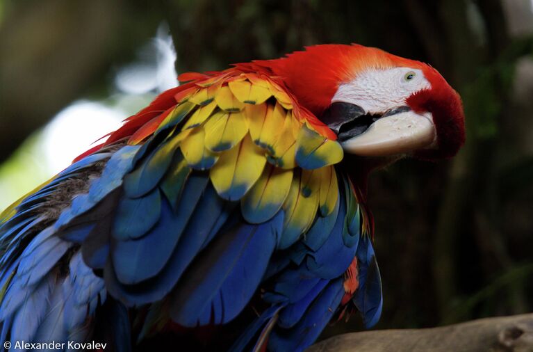 Ара Scarlet Macaw