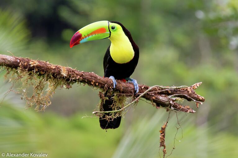 Keel-Billed Toucan