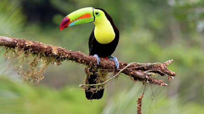 Keel-Billed Toucan