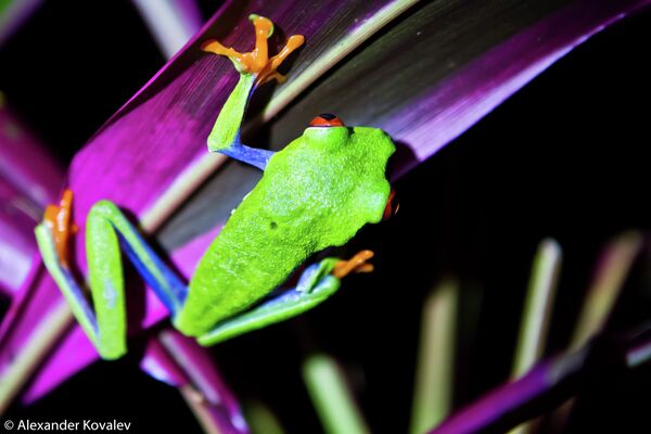 Ядовитая лягушка Gaudi Leaf Frog