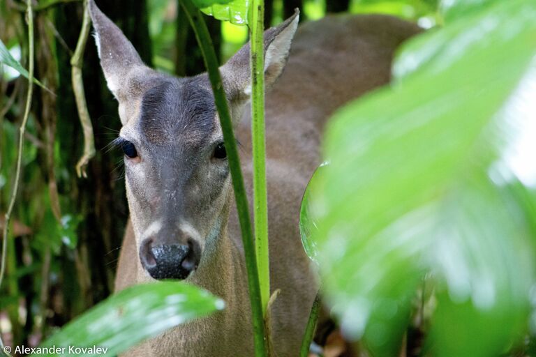 Оленёнок White-Tailed Deer