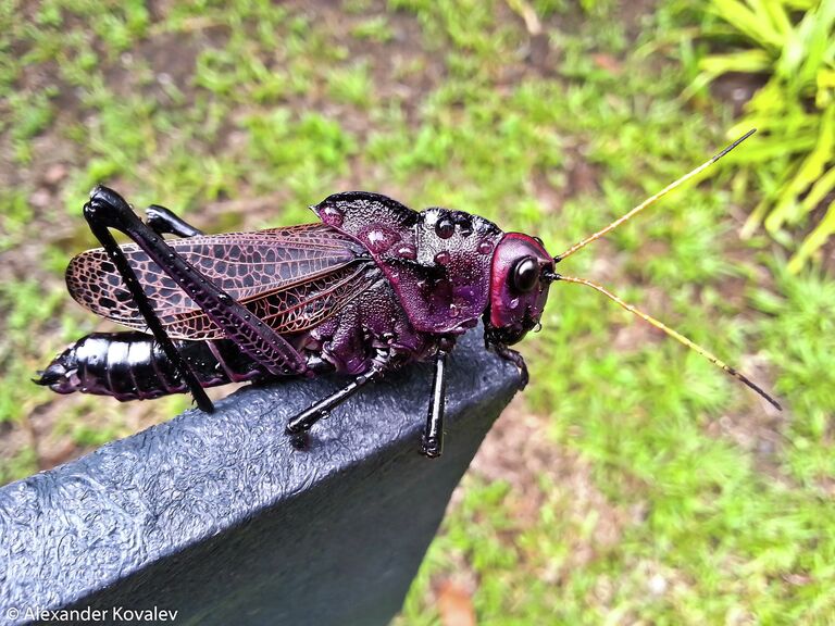 Костариканский подвид саранчи Acrididae