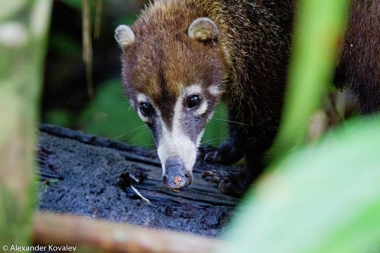 Носуха White-Nosed Coati