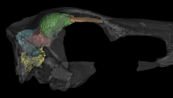 Трехмерная модель мозга пернатого динозавра занабазара