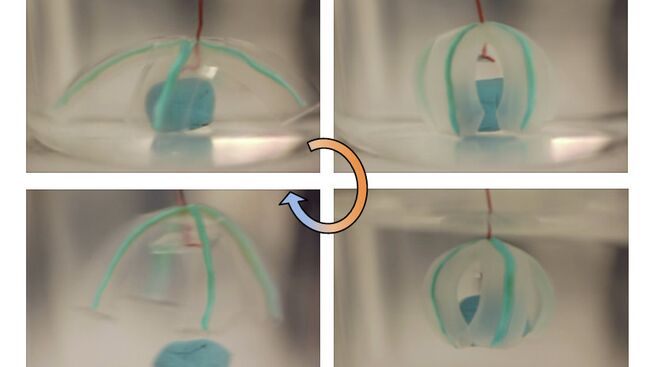 Робот-медуза, изготовленный авторами статьи из гидрогеля