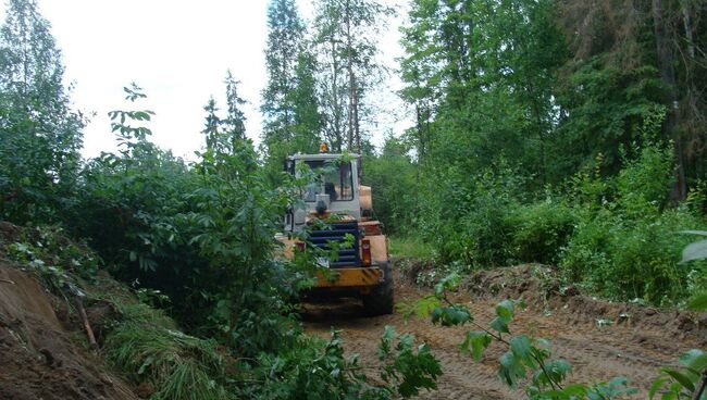 В Сиверском лесу Ленинградской области