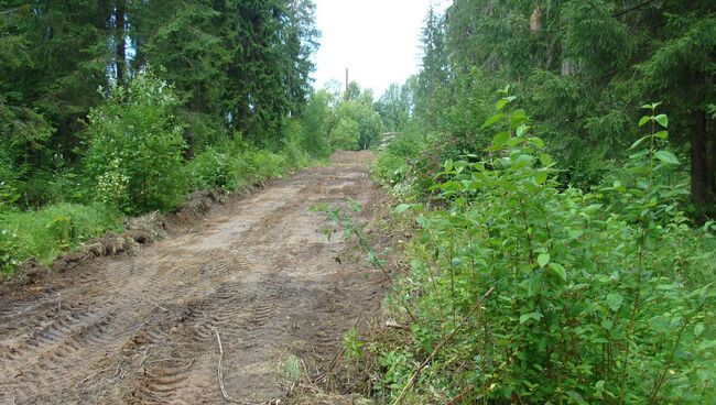 В Сиверском лесу Ленинградской области