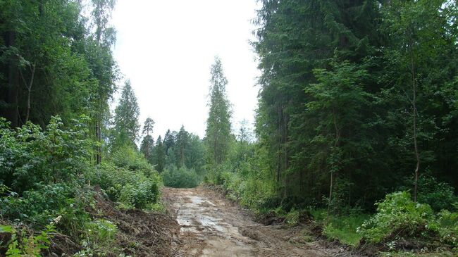 В Сиверском лесу Ленинградской области. Архивное фото