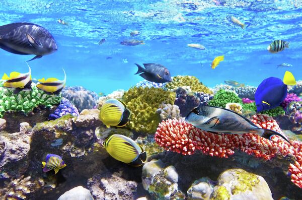 Морские обитатели Морские обитатели