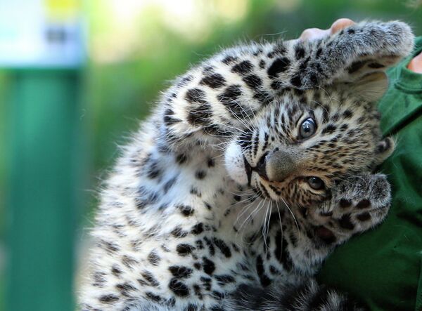 Детеныш персидского леопарда