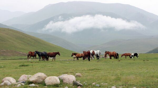 Горное пастбище в Суусамырской долине, Киргизия. Архивное фото