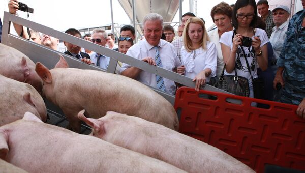 Томский агрохолдинг отгрузил первую продукцию свинины в Бурятии