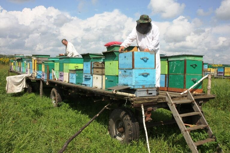 Передвижная пасека в Сибири