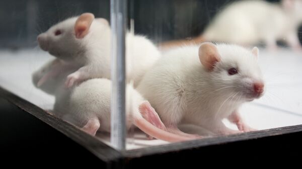 Лабораторные крысы, архивное фото