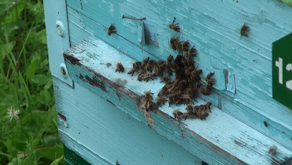 Пчелы и ульетерапия: пасека новосибирского министра