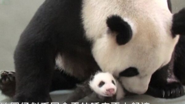 Мама-панда впервые покормила своего детеныша, рожденного в результате ЭКО
