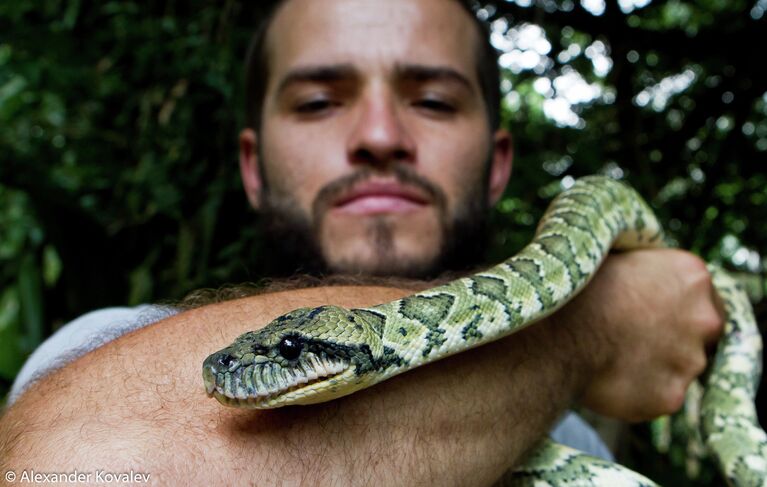 Научный сотрудник станции World of Snakes Greivin Corrales с мадагаскарским Боа (Madagascar Tree Boa (англ.) Sanzinia Madagascariensis (лат.)