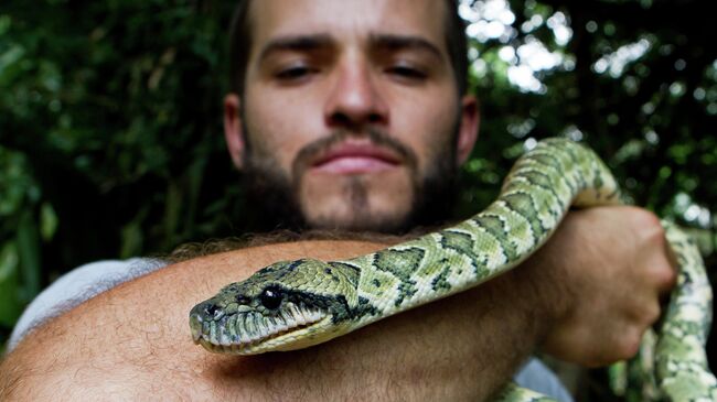 Научный сотрудник станции World of Snakes Greivin Corrales с мадагаскарским Боа (Madagascar Tree Boa (англ.) Sanzinia Madagascariensis (лат.)