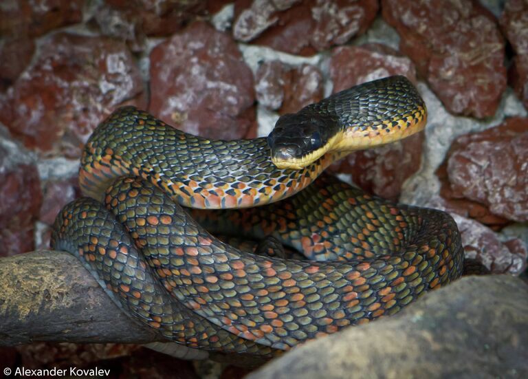 Неядовитая костариканская змея Bird Snakes (англ.) Pseustes Poecilonotus (лат.)