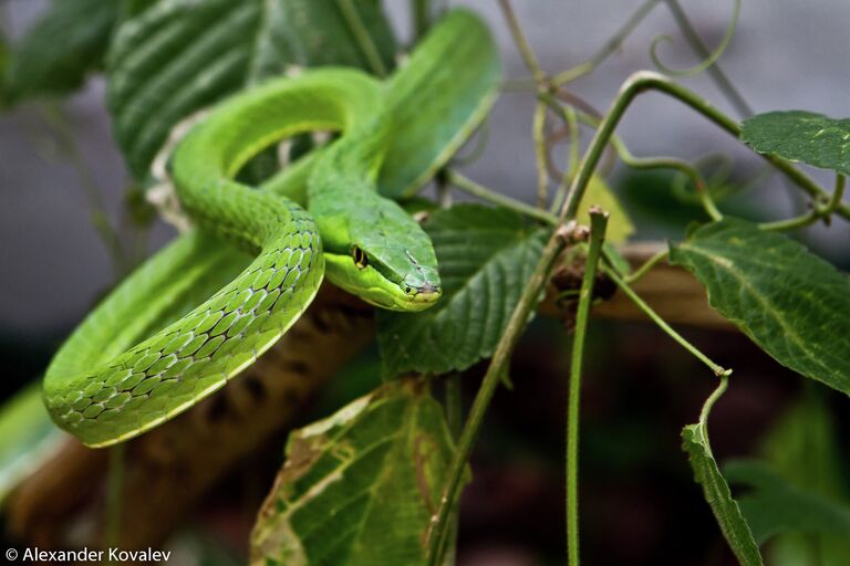 Ядовитая Green Vine Snake (англ.) Oxybelis Fulidus (лат.) притаилась в листве