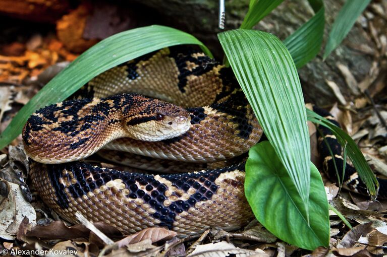 Одна из самых агрессивных и смертельно ядовитых змей Southamerican Bushmaster (лат.) Lachesis Muta (лат.)