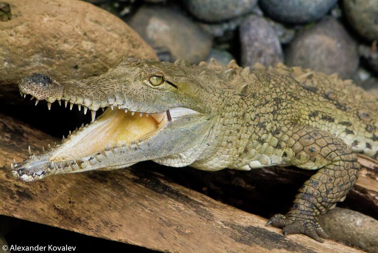 Юный крокодил (Сrocodile (англ.), Crocodylus acutus (лат.) Достигает пятиметровой длины