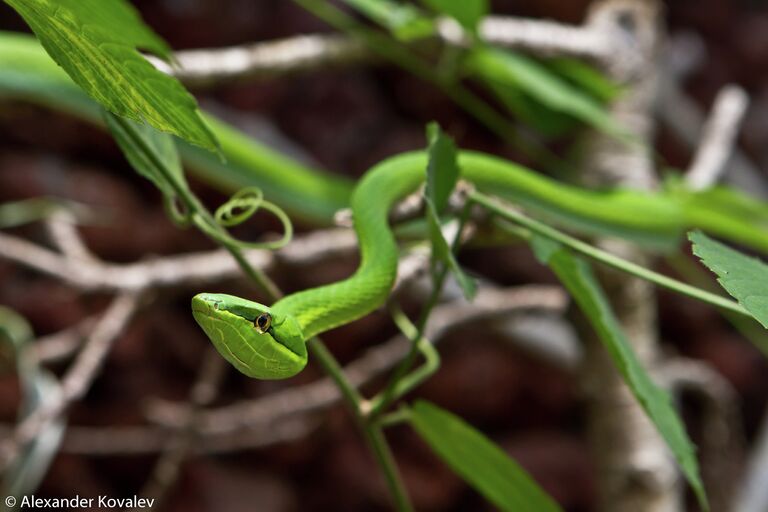 Ядовитая Green Vine Snake (англ.) Oxybelis Fulidus (лат.) в террариуме World of Snakes