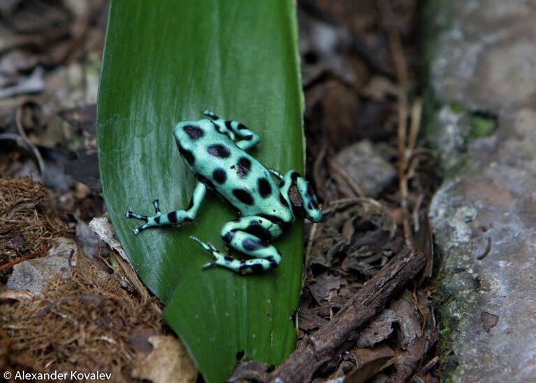 Небольшая (около 4 см. длиной) ядовитая лягушка Black аnd Green Dart Frog (англ.) Dendrobates Auratus (лат.)