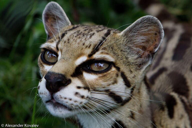 Дикий кот Ocelot (англ.) Leopardus pardalis или Felis pardalis (лат.)